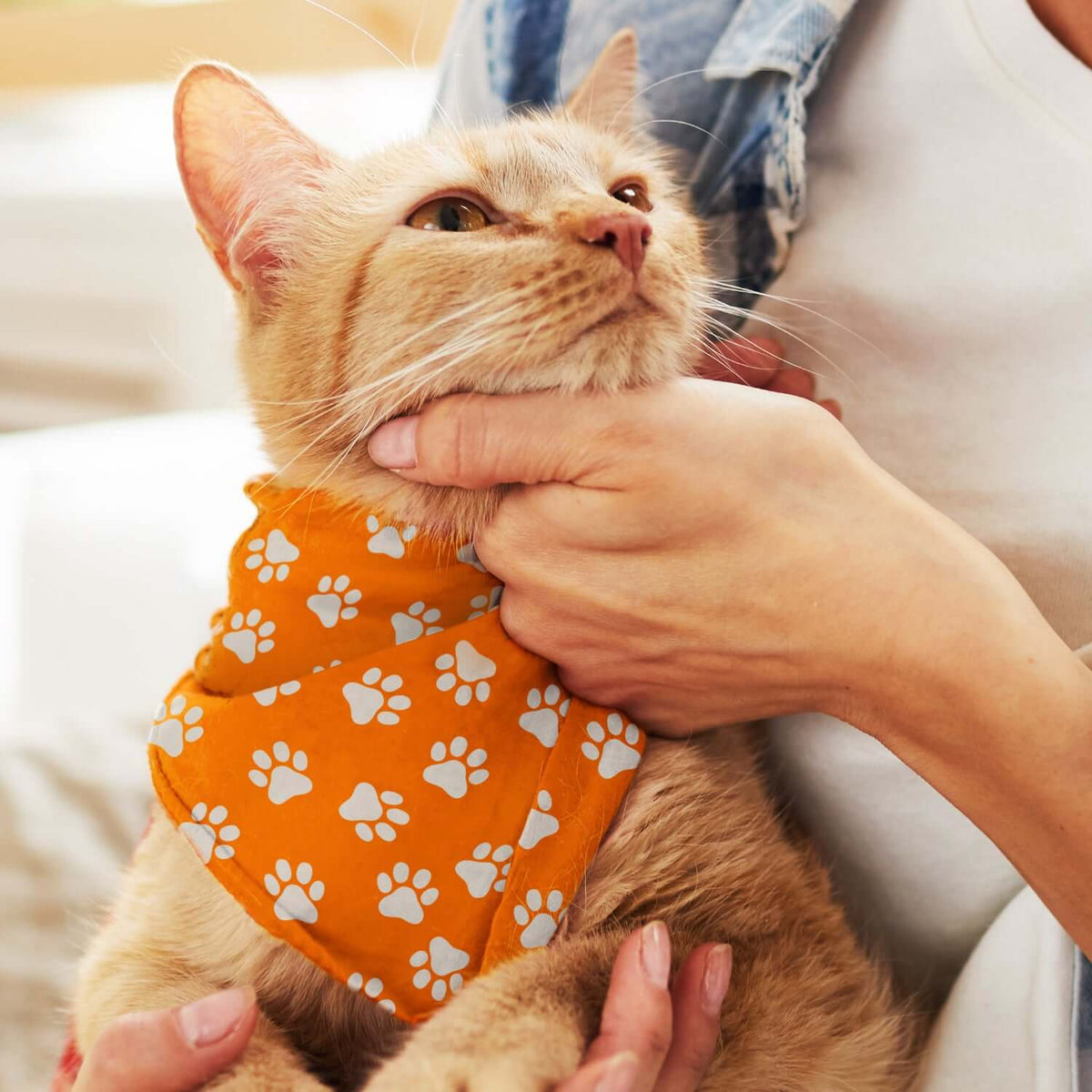 Pet Bandana Small Corporate Gift Singapore